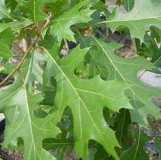 a large leafy tree with lots of green leaves