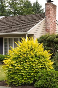 a yellow shrub in front of a house with a brick chimney and shingled roof