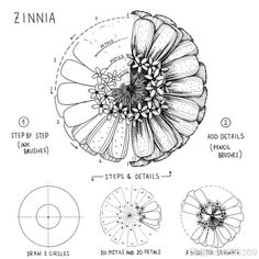 a drawing of a flower with its petals and petals labeled in the diagram below it