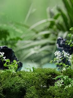 an aquarium with moss growing on the bottom and rocks in the middle, surrounded by plants