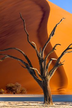 a dead tree in the desert with sand dunes behind it