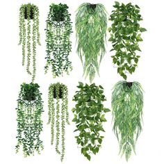 four different types of green plants hanging from the ceiling and in front of white background