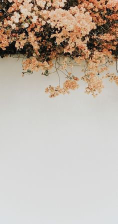 flowers are growing on the side of a white wall