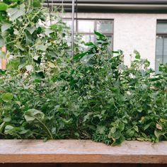 some green plants are growing in a wooden planter