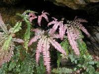 some pink and green plants growing out of a rock formation in the woods with mossy rocks