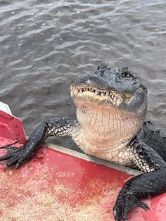 an alligator is sitting on the edge of a boat