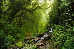 a stream running through a lush green forest filled with trees and rocks, surrounded by greenery