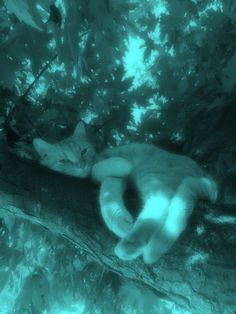 a cat laying on top of a tree branch