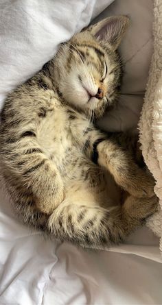 a cat that is laying down on a bed with its eyes closed and it's head resting on the pillow