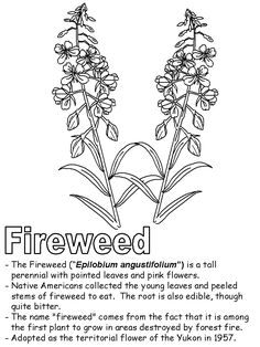 the fireweed plant is labeled in this diagram