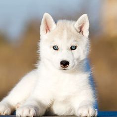 a white puppy with blue eyes laying down on the ground and looking at the camera