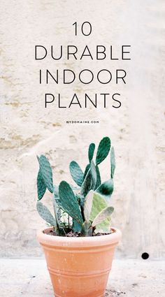 a potted plant with the words 10 adorable indoor plants