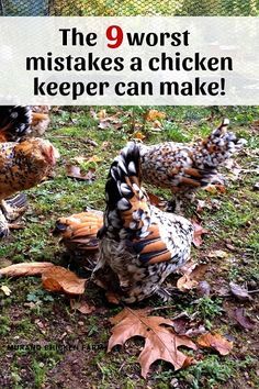 chickens are standing in the grass with leaves around them and text overlay reads, the 9 worst mistakes a chicken keeper can make