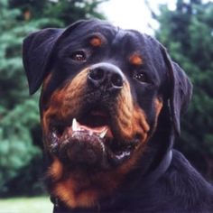 a large black and brown dog with trees in the background