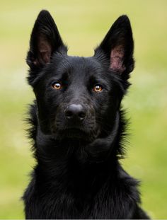 a black dog looking at the camera with an intense look on his face and ears