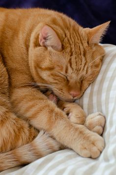 an orange cat sleeping on top of a bed