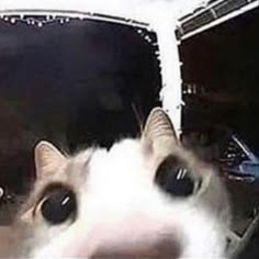 a white and black cat laying on top of a car seat looking at the camera