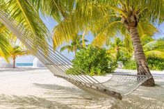 a hammock hanging between two palm trees on the beach