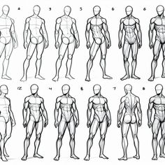 the human figure is shown in several different positions, including an upper half and lower half