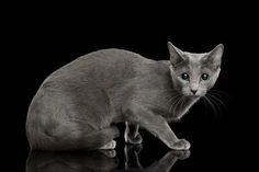 a gray cat sitting on top of a black table