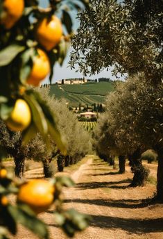 an olive grove with lots of trees and houses in the background