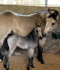 two horses standing next to each other in a stable