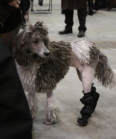 a dog that is standing in the middle of a room with other people around it