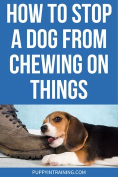 a dog chewing on a shoe with the words how to stop a dog from chewing on things