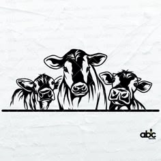 three cows standing next to each other on a white background