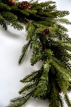 some pine cones and green branches on a white surface