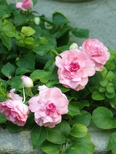 some pink flowers are growing on the side of a stone wall with green leaves around them