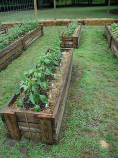 several wooden raised garden beds with plants growing in them