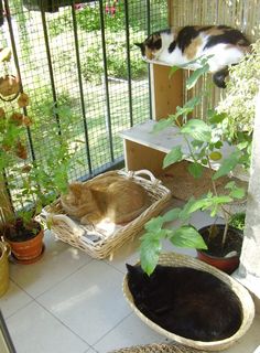 two cats sleeping in baskets on the porch