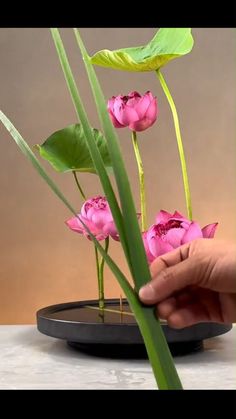 a person is holding some pink flowers in front of green leaves on a black plate