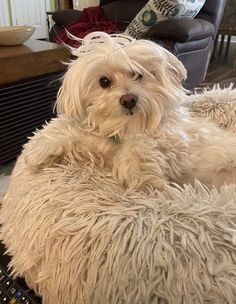 a small white dog sitting on top of a furry bed