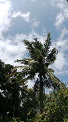 there is a palm tree in the foreground and some clouds in the back ground