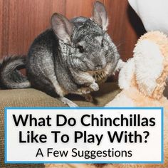 a chinchilla sitting next to a teddy bear with the caption what do chinchillas like to play with?