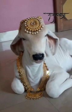 a white cow sitting on the floor wearing a gold necklace and headpiece with pearls around it's neck