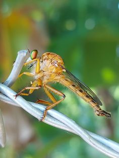 a close up of a fly on a twig