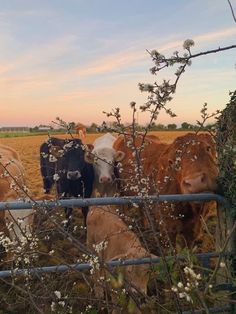 several cows are standing in the grass behind a fence and some bushes with white flowers