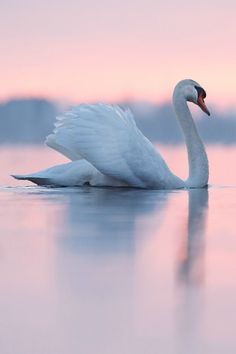 a white swan floating on top of a body of water at sunset with its wings spread out