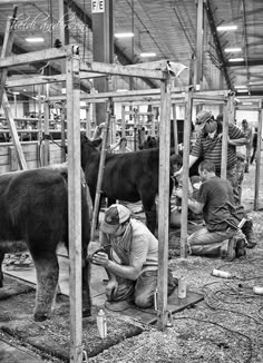 several men are working on some animals in a building with other people around them and one man is tending to the cow