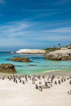 a group of penguins standing on the beach next to some rocks and blue ocean water