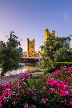 flowers and trees in the foreground with a yellow bridge in the background on a sunny day