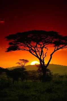 the sun is setting behind a tree in the savannah, with grass and trees around it