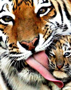 a mother tiger and her baby laying on the ground together with their tongue hanging out