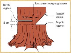 a diagram showing the different parts of a tree stump