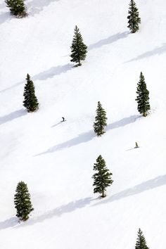 several people skiing down a snow covered slope with trees in the foreground and one person on skis