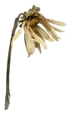 a dried flower on a white background with no image in the top right hand corner