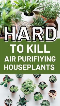 the words hard to kill air purifying houseplants